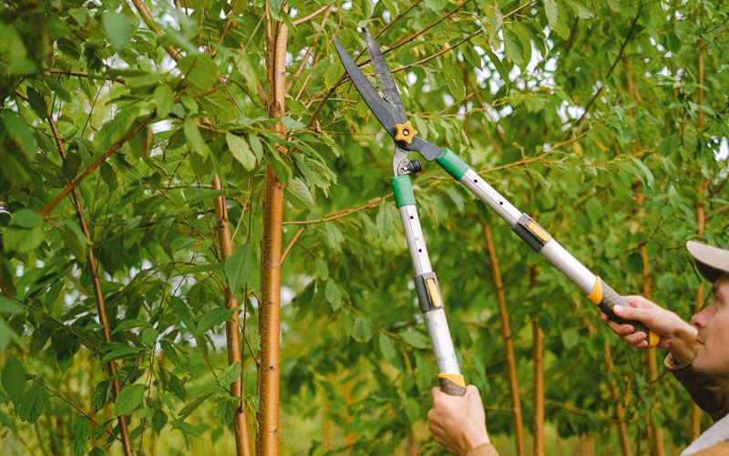 Tree trimming in Anderson, AK
