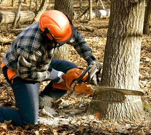 Tree Removal in Anderson, AK
